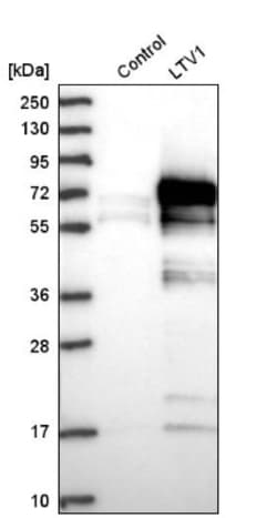 LTV1 Antibody, Novus Biologicals 25 &mu;L; Unlabeled:Antibodies, Polyclonal